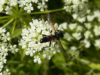 Cylindromyia sp.