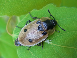 Dendroxena quadrimaculata