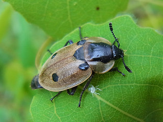 Dendroxena quadrimaculata