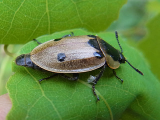 Dendroxena quadrimaculata