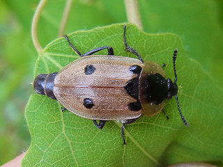 Dendroxena quadrimaculata