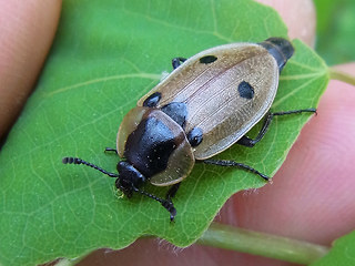 Dendroxena quadrimaculata