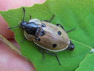 Dendroxena quadrimaculata