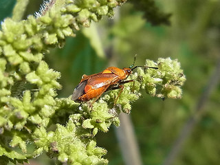 Deraeocoris ruber