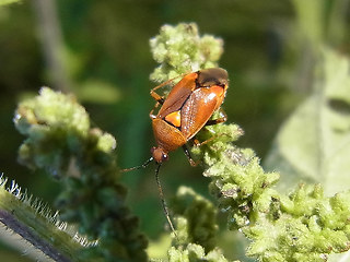 Deraeocoris ruber