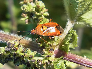 Deraeocoris ruber