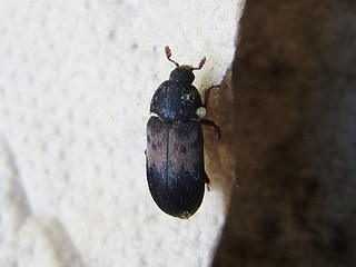 dermestes lardarius