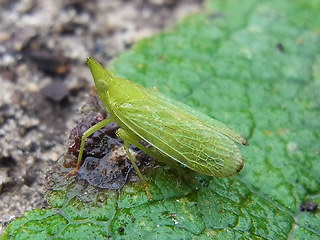 Dictyophara europaea