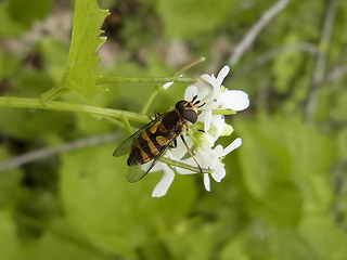 Didea fasciata