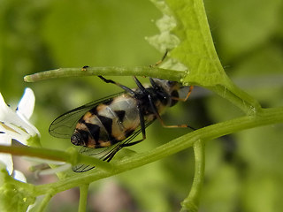 Didea fasciata