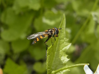 Didea fasciata