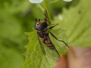 Didea fasciata