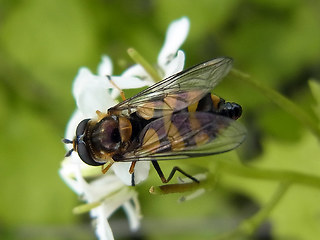 Didea fasciata