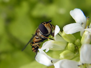 Didea fasciata