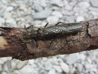 Dinocras cephalotes