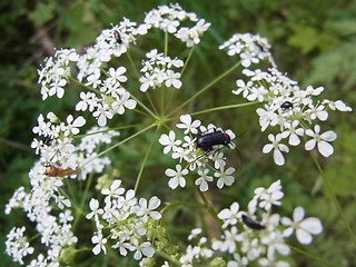 Dinoptera collaris