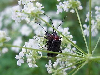 Dinoptera collaris