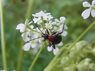 Dinoptera collaris