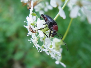 Dinoptera collaris