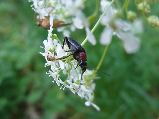 Dinoptera collaris