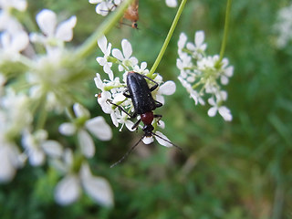 Dinoptera collaris