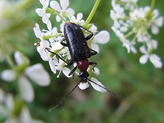 Dinoptera collaris