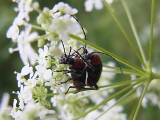 Dinoptera collaris