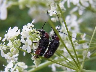 Dinoptera collaris