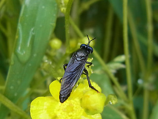 Dioctria atricapilla