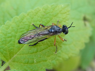 Dioctria hyalipennis