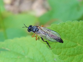 Dioctria hyalipennis