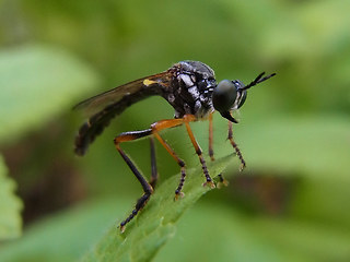 Dioctria hyalipennis