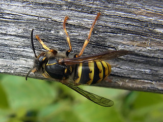 Dolichovespula media