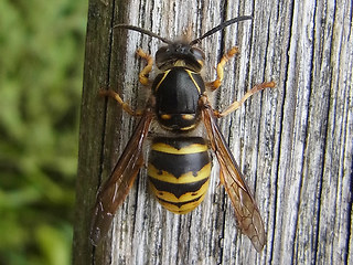 Dolichovespula media