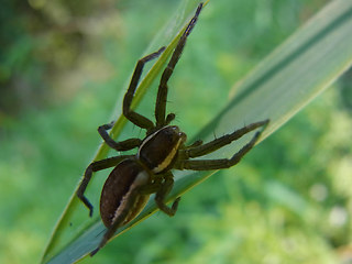 Dolomedes fimbriatus