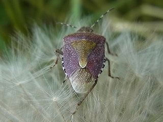 Dolycoris baccarum