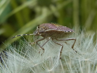 Dolycoris baccarum