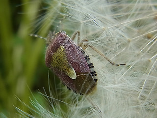 Dolycoris baccarum