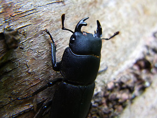 Dorcus parallelipipedus