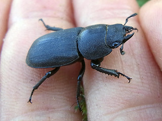 Dorcus parallelipipedus