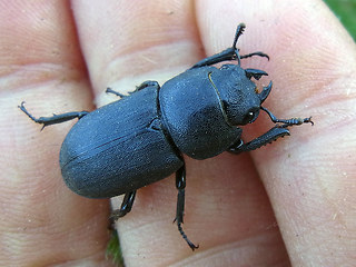 Dorcus parallelipipedus