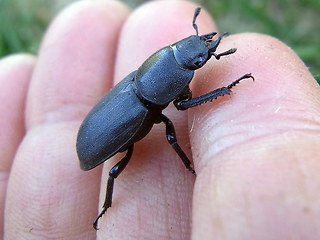 Dorcus parallelipipedus