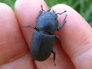 Dorcus parallelipipedus