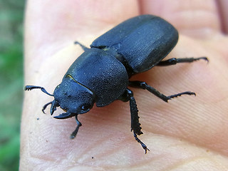 Dorcus parallelipipedus