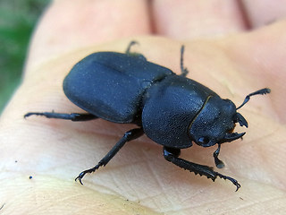 Dorcus parallelipipedus