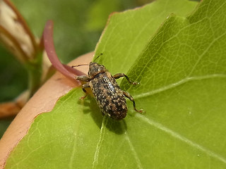 Dorytomus cf. dejeani