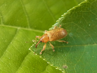 Dorytomus sp.