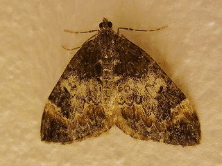 Dysstroma citrata