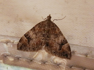 Dysstroma citrata