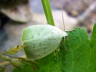 Earias vernana